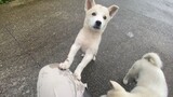 This dog is a good actor