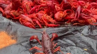 Crawfish Loses His Whole Family