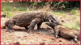 An Extraordinary Young Komodo Is Capable Of Swallowing A Huge Wild Boar.