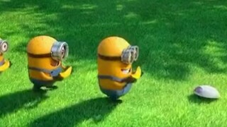 Chú chó Minion đi dạo