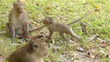 Tiny Baby Monkey Trying To Make Fun With Giant Monkey, Baby Monkey Playing With Big Monkey