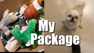 My Dog's Reaction to His Package of Toys | Cute & Funny Shih Tzu Dog Video