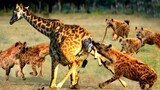 Giraffe Kicks Hyena In The Face To Depend Her Young.