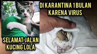 Cats Lovers Tv Berduka Kucing Lola Yang Disabilitas Jalannya Seperti Kuda Meninggal Dunia..!