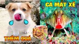 Thú Cưng Vlog | Bông Ham Ăn Và Bí Ngô #6 | Chó thông minh đáng yêu   smart dog cute pets