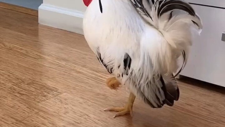 Why does this chicken crow so weirdly?