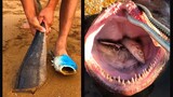 Catching Seafood 🦀🐙 ASMR Relaxing (Catch Shark , Catch Fish ,Deep Sea Monster ) #460