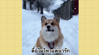 เพื่อนตัวน้อย สัตว์เลี้ยงแสนซน : ดื้อไม่ไหวแต่น่ารัก