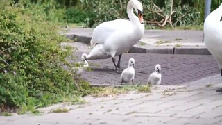 Những bé thiên nga nhỏ được bố mẹ dắt qua đường trông thật dễ thương