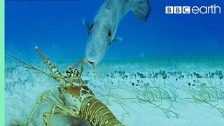 Lobsters vs Trigger Fish | Trials Of Life | BBC Earth