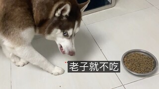 二哈挑食不肯吃狗粮，主人直接饿它，猜猜它能撑几天？