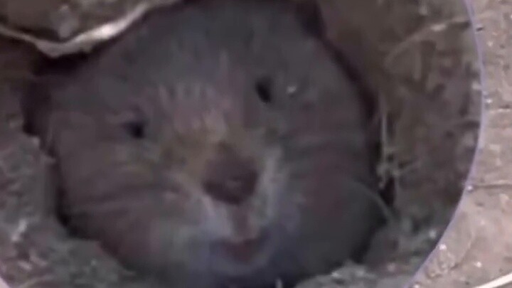 Gopher: You guys are a bunch of idiots...