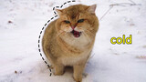 [Hewan]Kucing di Tengah Salju