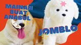 Semenit Info! | S3ks toy buat hewan kesayangan | NEWSSY