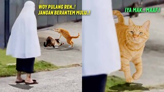 LUCU BANGET.!😂 Reaksi Kucing Oren Ketahuan Emak Lagi Berantem, Endingnya Bikin Ngakak ~ Kucing Lucu