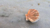 A scallop that senses danger and runs away in panic