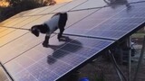 funny solar