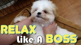 Puppy Reacts to Getting Massage for the First Time