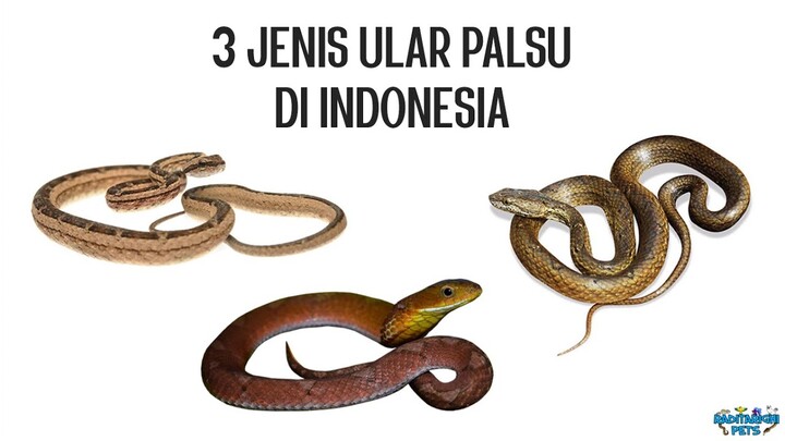 3 Jenis "Ular Palsu" (False Cobra, Mock Viper) di Indonesia