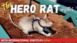 [INT'L SUB ซับไทย] HERO RAT | SAVES LIVES FROM LANDMINES | RECEIVES HIGHEST ANIMAL AWARD | ช่วยชีวิต