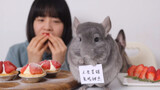 [Pets] Strawberry Tart For My Chinchilla