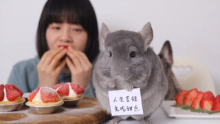 Eggtart Stroberi + Chinchilla = Hidup Yang Nyaman