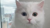 so cute Funny cat video