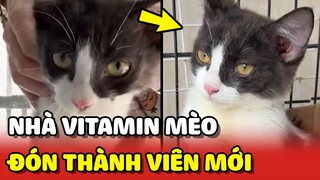 Nhà Vitamin Mèo sắp có thêm THÀNH VIÊN MỚI 😍 | Yêu Lu