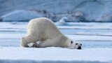 Gấu bắc cực: Ở cữ ở Bắc Cực, gấu mẹ có tuyệt chiêu
