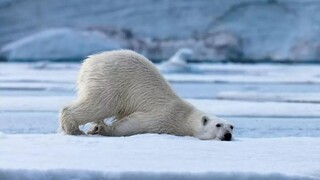 北极熊：在北极坐月子，熊妈妈有妙招