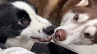 [Dogs] Border Collie And Husky Want To Get Pet By Owner