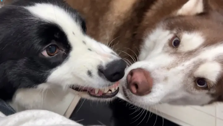 [Dogs] Border Collie And Husky Want To Get Pet By Owner