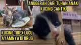 Anak Kucing Cantik Banget Di Adopsi Oleh Cats Lovers Tv