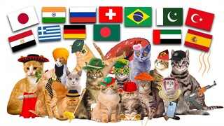 Cat Google Translate Memes Compilation