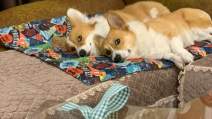 Is it okay for you two to just eat a corgi cake?