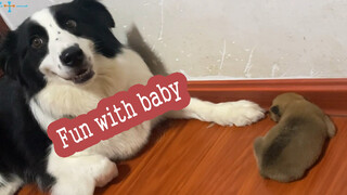 Husky Dan Collie Ingin Mengasuh Anak, Malah Bertengkar!