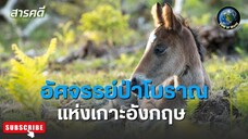 อัศจรรย์ป่าโบราณแห่งเกาะอังกฤษ - สารคดีพากย์ไทย THE CROWN’S ANCIENT FOREST