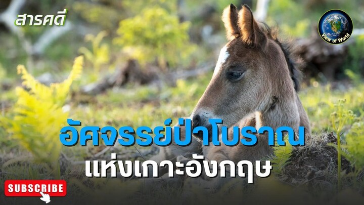 อัศจรรย์ป่าโบราณแห่งเกาะอังกฤษ - สารคดีพากย์ไทย THE CROWN’S ANCIENT FOREST