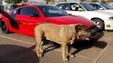 This dog is so big he needs his own parking space! it's a joke .