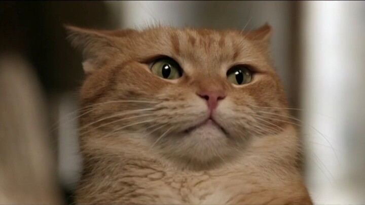 Bộ phim "A Street Cat Named Bob" Bộ sưu tập những cảnh quay cảm động về chú mèo cam