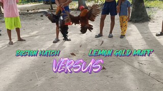 BOSTON HATCH VS LEMON GOLD MUFF SPAR!!