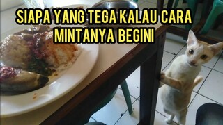 Kucing Minta Makan Paling Sangat Sopan Padahal Lapar Sampai Dapat Hadiah Ayam Bakar..!