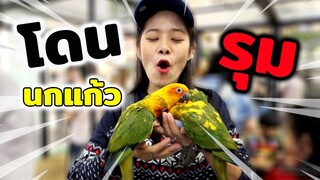 โดนนกแก้วซันคอนัวร์รุม  Bird Rally in the Jungle 2020