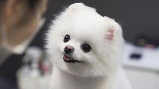 [Pomeranian] Cảnh Yuri trở nên tròn vo