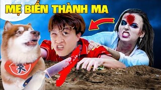 Thú Cưng Vlog | Ngáo Husky Troll Bố #37 | Chó husky vui nhộn thông minh | Dog husky funny smart