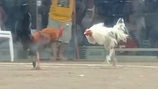 SabongPilipinas, RED VS WHITE LEGENDS WPC.