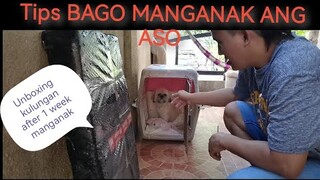 KULUNGAN NG ASO | malapit ng manganak aso ko