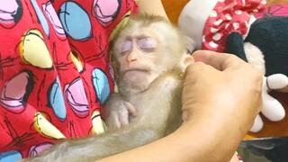 Good Night Little Princes Maya!! Grandma Comfort Baby Monkey Maya To Sleep Cus She Look Very Tired