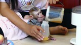 Adorable Baby monkey Maki obediently waited for Mom do Fresh apple juice for him