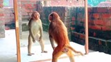 mirror vs monkey fully lenth you can't stop laughing